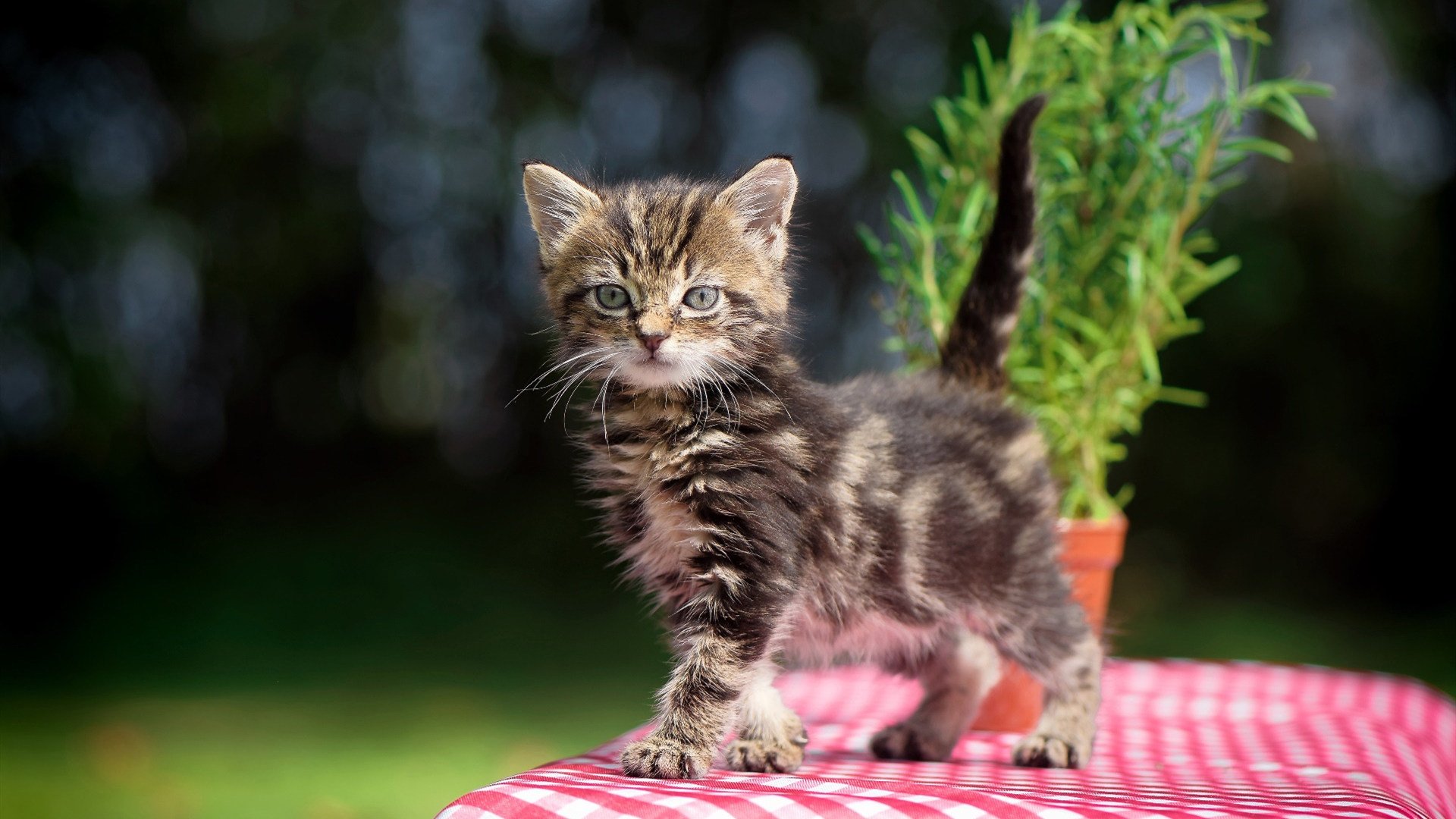 国家队核心更替缺乏连贯规划,国家队核心更替缺乏连贯规划的原因