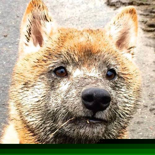 杨瀚森获得国内外媒体的高度评价,杨瀚森身高