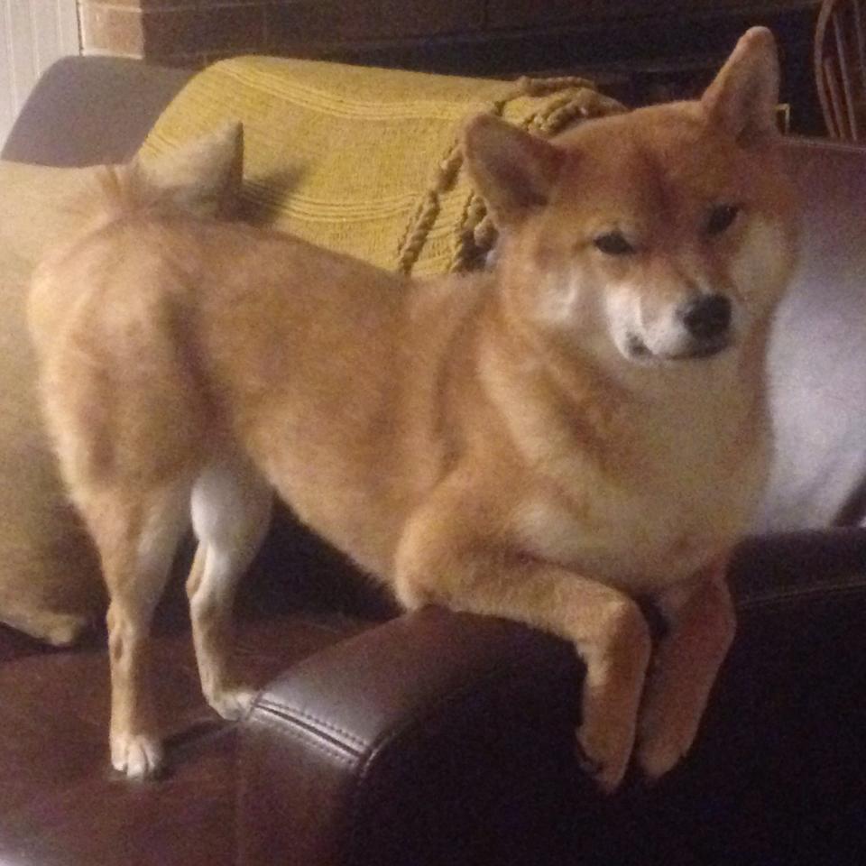 开云kaiyun-“运动舞蹈：金牛区城北体育馆上演炫目舞步，观众们为舞者们热血沸腾”