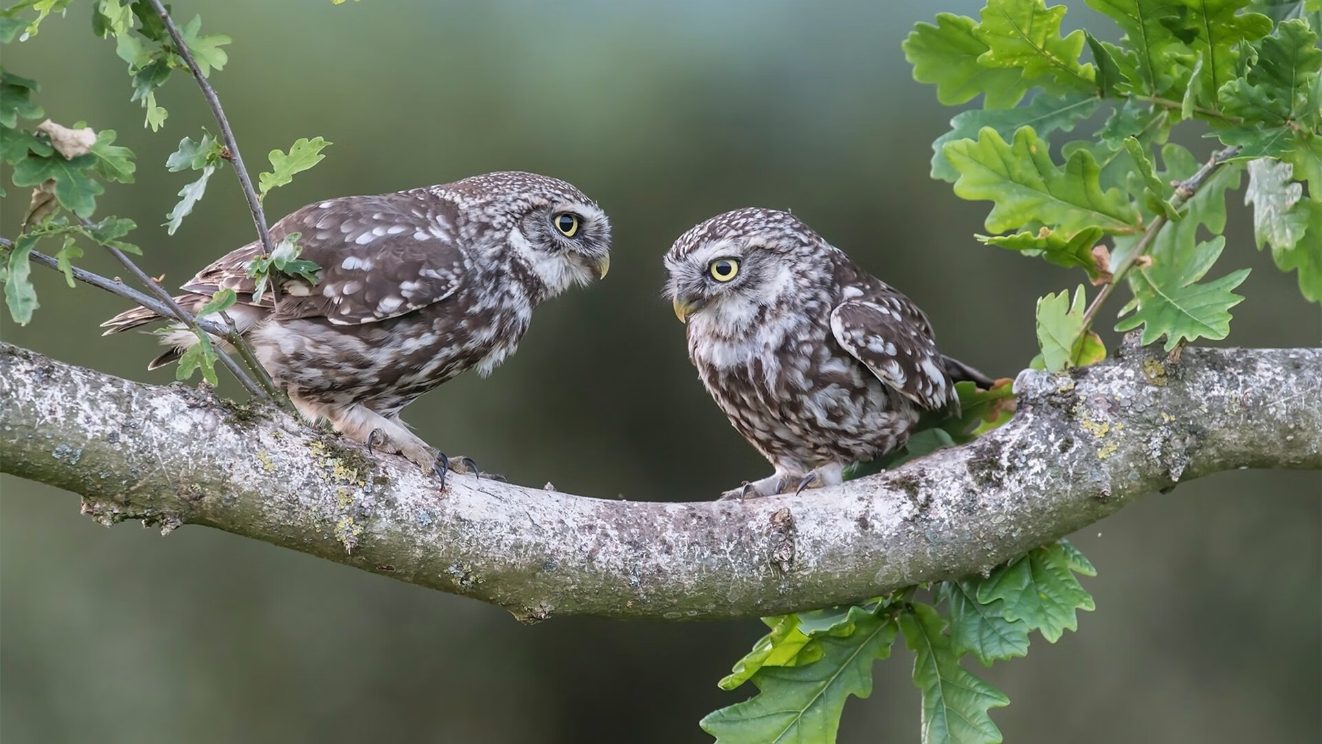 开云体育官方入口-“诺克·达维德·彼得森与南非羚羊队携手迎接挑战”