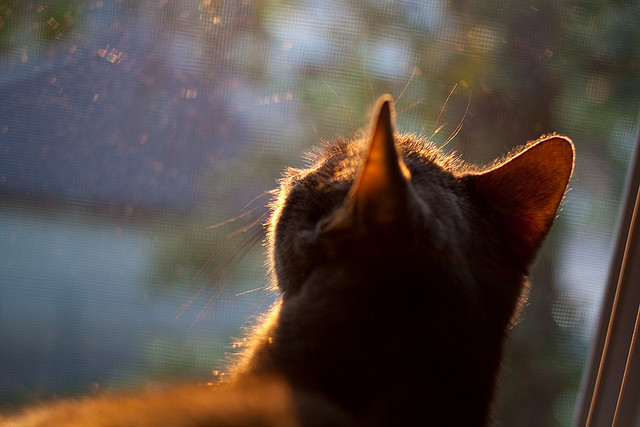 开云体育平台-“马科斯·梅特罗的防守技术，帮助阿根廷美洲狮队屡创佳绩”